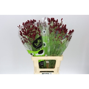 Sanguisorba Off Red Dream