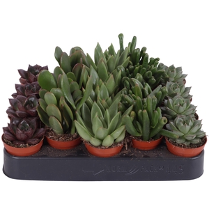 Succulenten mix 5,5 cm PD