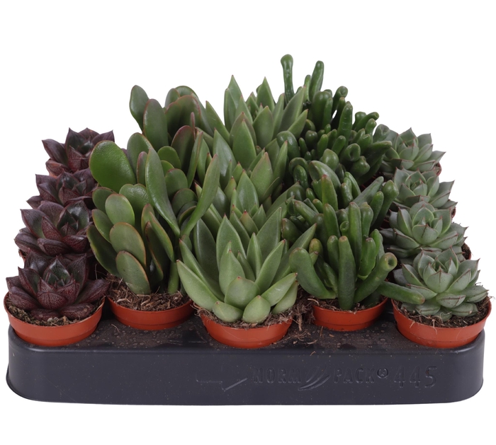 <h4>Succulenten mix 5,5 cm PD</h4>