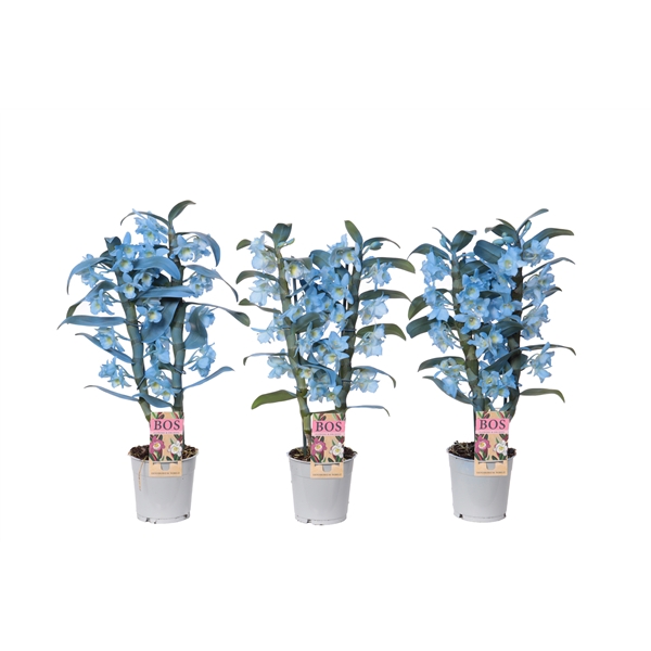 Dendrobium Nobile, Colour 2-tak Ocean Blue (spray)