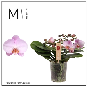 Mimesis Phal. Muse Pink - 25+ flowers 12cm