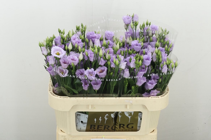 <h4>Eus E Picco Lavender</h4>