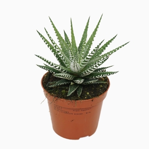 Haworthia fasciata Big Band