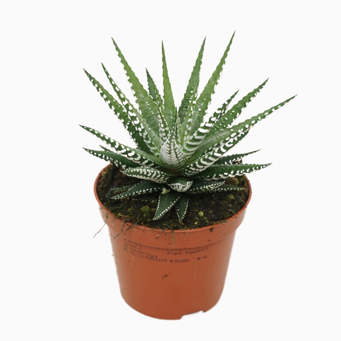 <h4>Haworthia fasciata Big Band</h4>