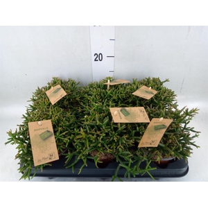 Rhipsalis burchellii