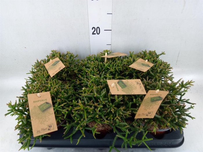 <h4>Rhipsalis burchellii</h4>