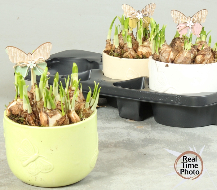 <h4>ARR NARCISSUS</h4>