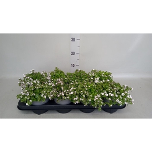 Gypsophila cerastioides