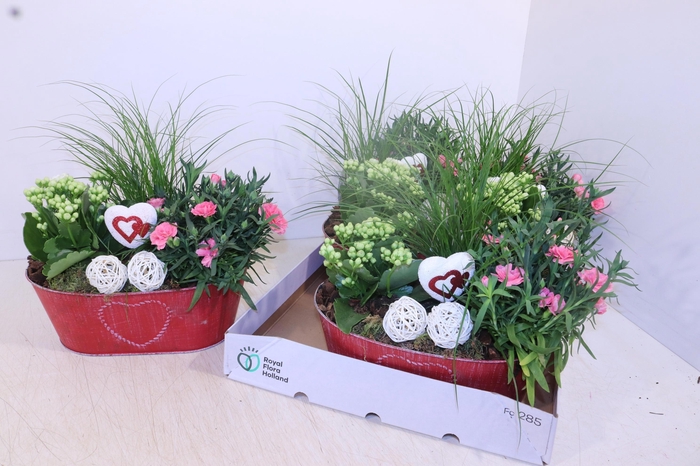 <h4>ARR TUINPLANTEN</h4>