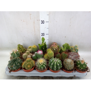 Cactus   ...mix