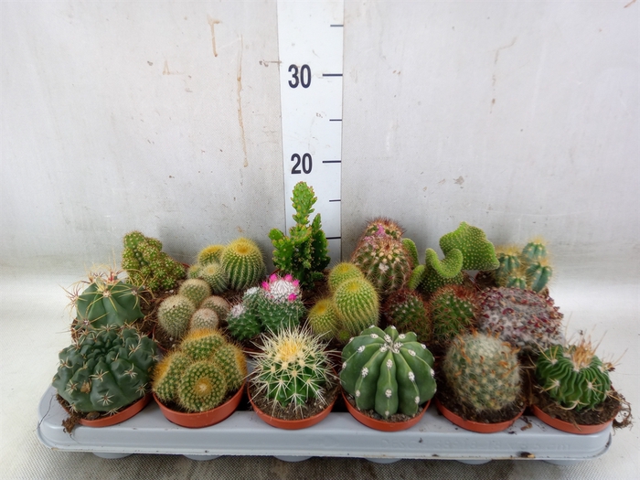 <h4>Cactus   ...mix</h4>