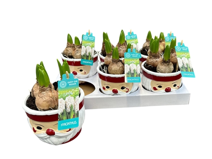 <h4>ARR HYACINTH</h4>