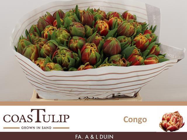 <h4>TU DU CONGO</h4>