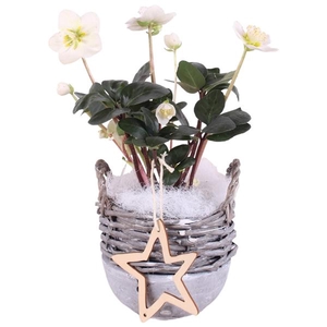 Christmas Arr. Outdoor Willow Basket Ceramic Bottom Ø14cm 1PP
