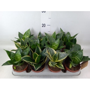 Sansevieria trifa. 'Hahnii'