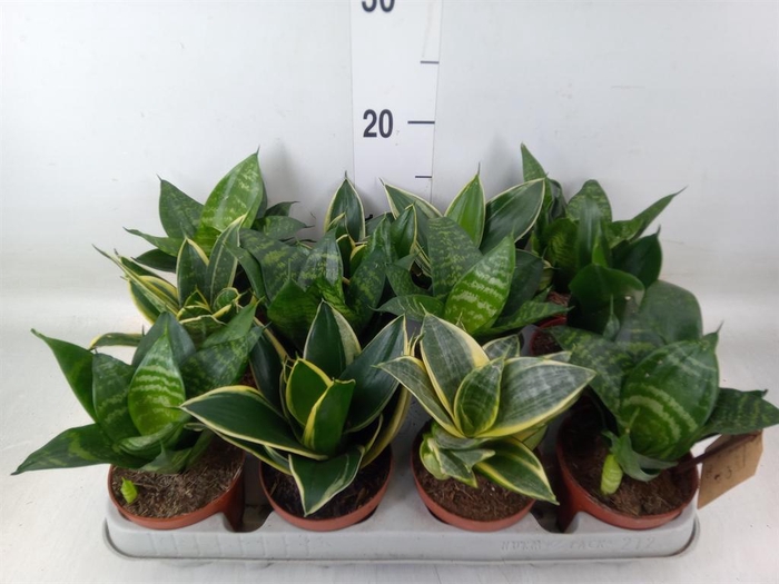 <h4>Sansevieria trifa. 'Hahnii'</h4>