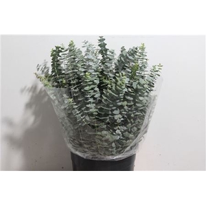 EUC. BABY BLUE SHORT 150 GR