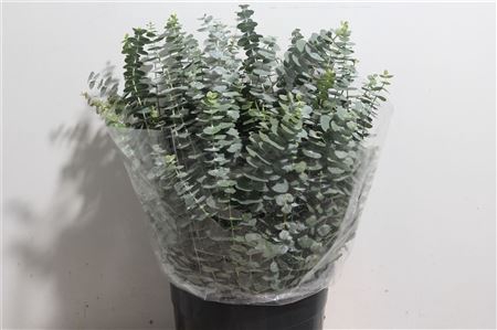 <h4>EUC. BABY BLUE 300 GR SOUTH AFRICA</h4>