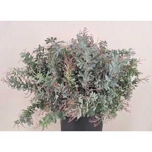 Acacia Baileyana Bs 200g