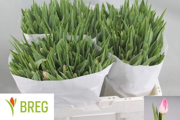 <h4>TU EN FIRST CLASS</h4>