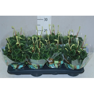 Peperomia Cap Lilian