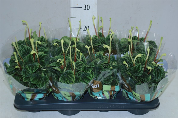 <h4>Peperomia Cap Lilian</h4>