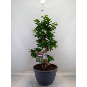 Ficus microcarpa 'Ginseng'