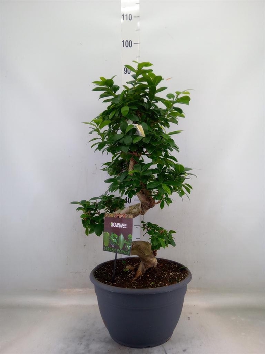 <h4>Ficus microcarpa 'Ginseng'</h4>