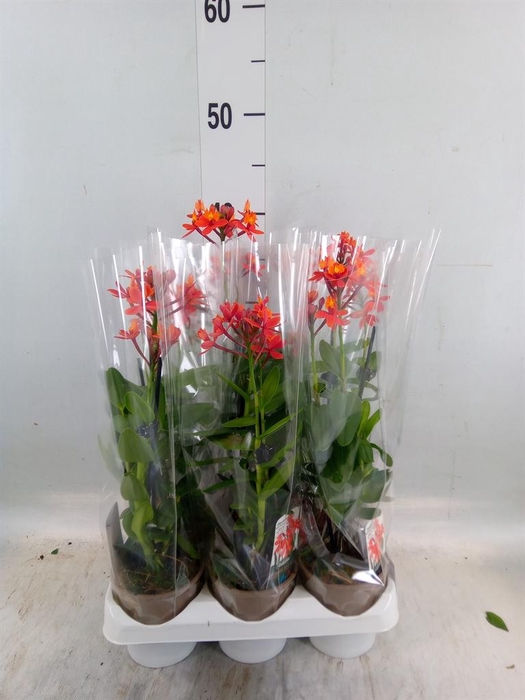 <h4>Epidendrum   ...</h4>
