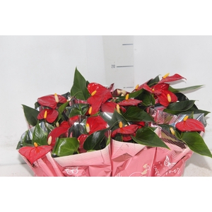 ANTHURIUM P06 VERMELHO