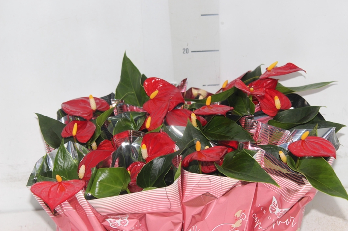 <h4>ANTHURIUM P06 VERMELHO</h4>