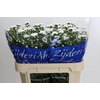 Aster Cassy