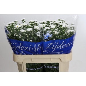 Aster Cassy