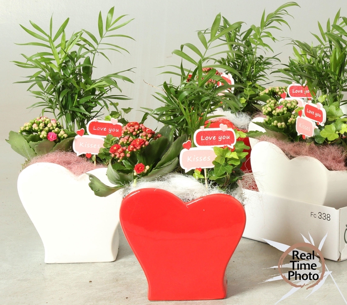 <h4>ARR KAMERPL</h4>