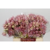 Blushing Bride Pink 2/5 Flowers