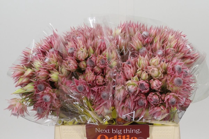 <h4>Blushing Bride Pink 2/5 Flowers</h4>