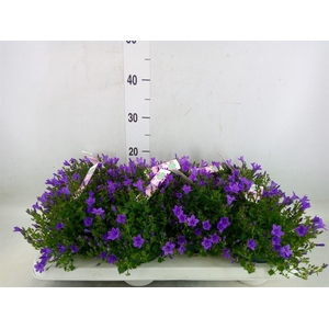Campanula porten. 'Ambella In Prpl'