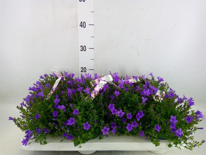 <h4>Campanula porten. 'Ambella In Prpl'</h4>