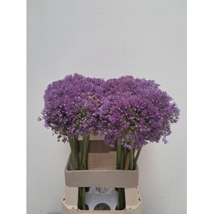 Allium Ambassador