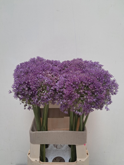 <h4>Allium Ambassador</h4>