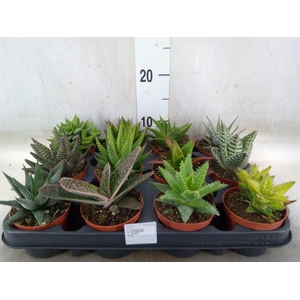 Aloe   ...mix