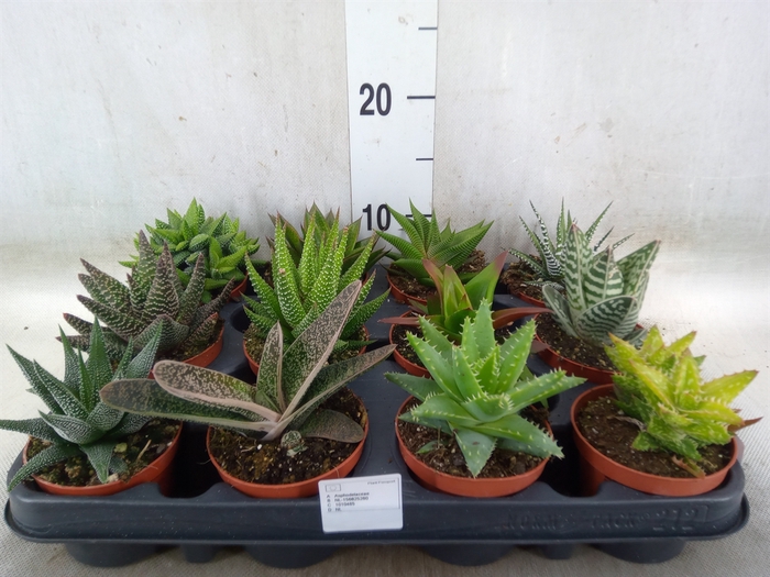 <h4>Aloe   ...mix</h4>
