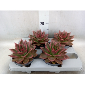Echeveria   ...