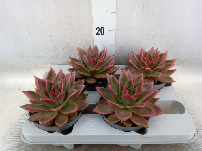 <h4>Echeveria   ...</h4>