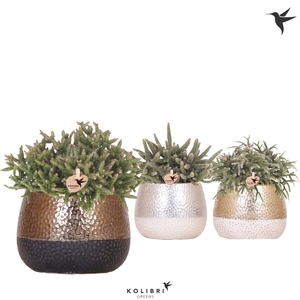 Kolibri Greens Rhipsalis mix in Elite pot mix