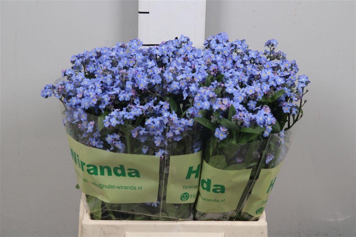 <h4>Myos Al Blue Memory</h4>