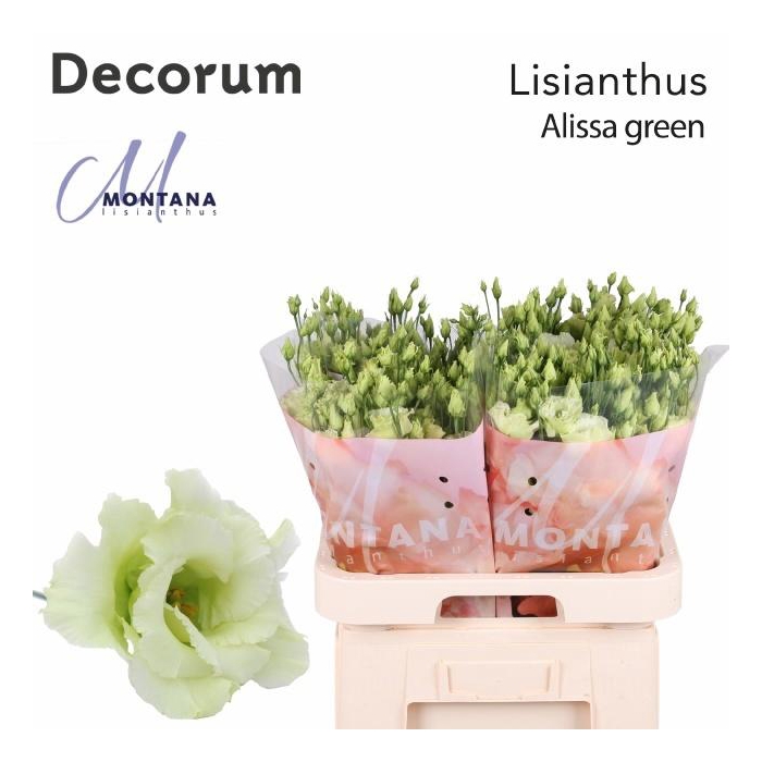 <h4>Eus G Alissa Green</h4>