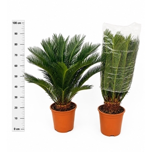 CYCAS REVOLUTA
