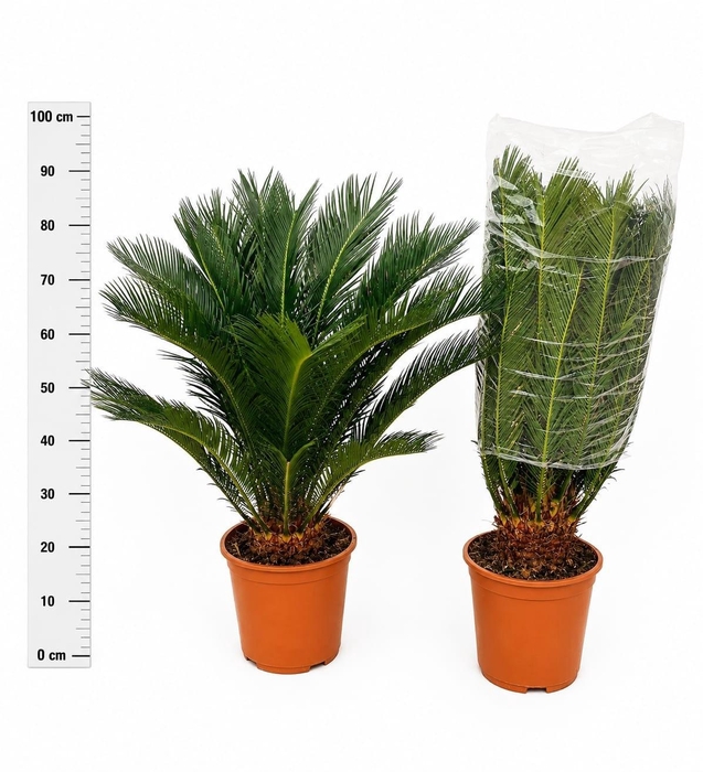 <h4>CYCAS REVOLUTA</h4>