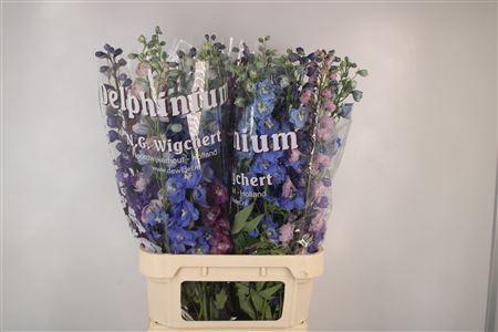 <h4>Delph El Dewi Mixed</h4>